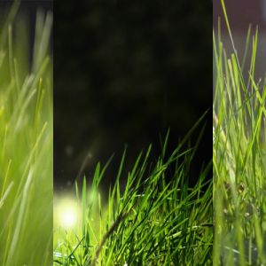 Grama Verde Luxuriante