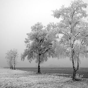 Paisagemas de Inverno com Árvores Congeladas