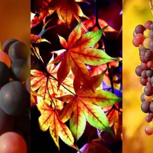Uvas e Folhas de Outono Vibrantes
