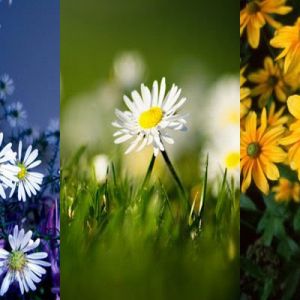 Linda Coleção de Flores