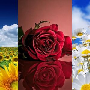 Belas Paisagens de Flores