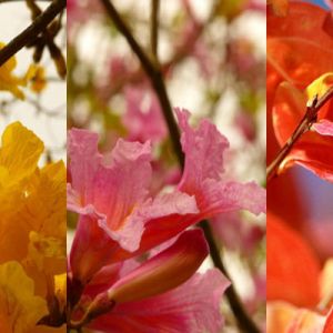 Close-ups de Flores Coloridas