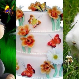 Coelhos Fofos e Bolo de Borboletas