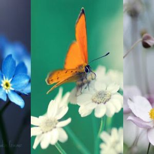 Flores Coloridas e Borboleta