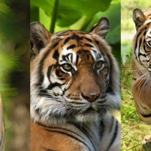 Tigres Majestosos na Natureza