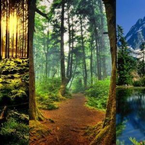 Florestas e Montanhas Impressionantes