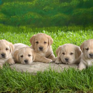 Filhotes de Labrador Adoráveis