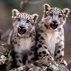 Filhotes de Leopardo das Neves