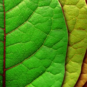 Folhas Verdes Vibrantes