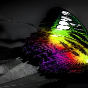 Asas de Borboleta Coloridas