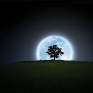 Paisagem com Árvore e Lua