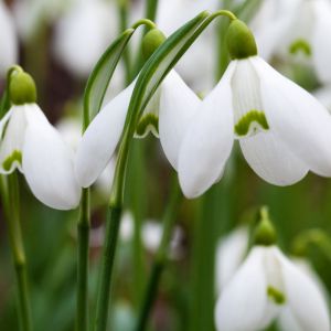 Flores de Floco de Neve