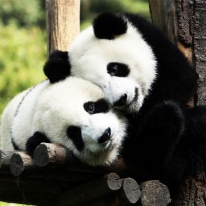 Dupla de pandas adoráveis