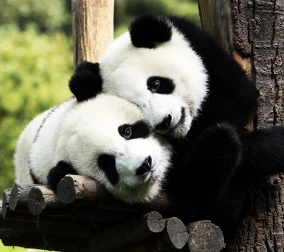 Dupla de pandas adoráveis
