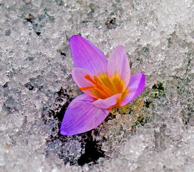 Flor na neve