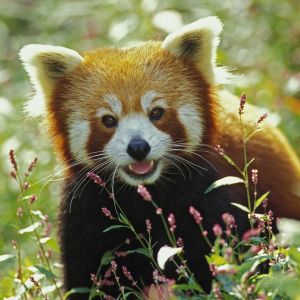 Panda Vermelho na Natureza