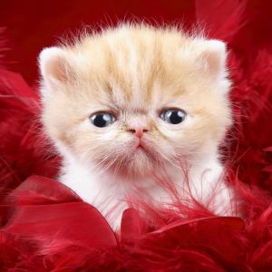 Gatinho Fofo com Penas Vermelhas