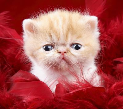 Gatinho Fofo com Penas Vermelhas