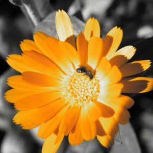 Flor Laranja Vibrante com Abelha