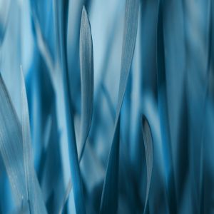 Grama Azul Abstrata
