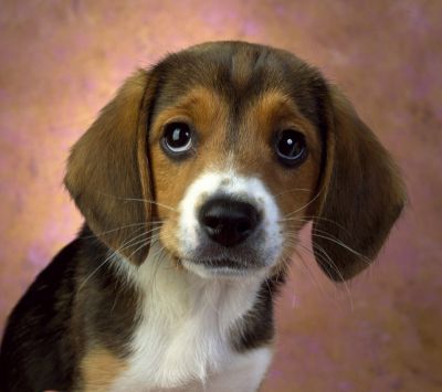 Filhote de Beagle Adorável