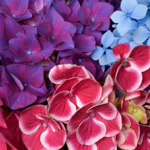 Flores de Hortênsia Coloridas