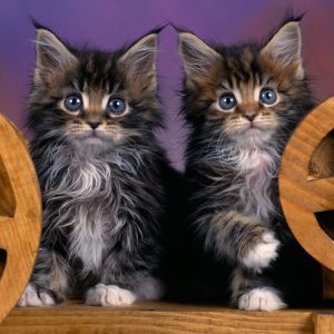 Gatinhos Maine Coon Adoráveis