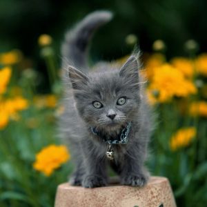 Gatinho Cinza Fofo entre Flores