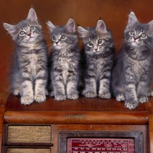 Gatinhos adoráveis em rádio vintage