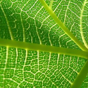 Folha Verde em Close-Up