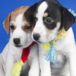 Cachorrinhos Fofos com Lenços Coloridos