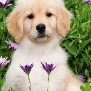 Filhote de Golden Retriever Fofo