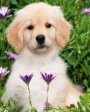 Filhote de Golden Retriever Fofo