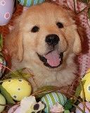 Filhote de Golden Retriever Fofo