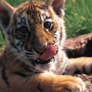 Filhote de Tigre Fofo