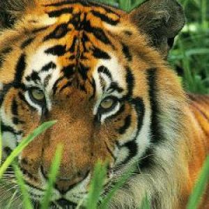 Tigre Majestoso na Grama