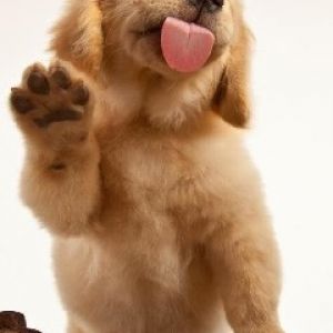 Filhote de Golden Retriever Fofo