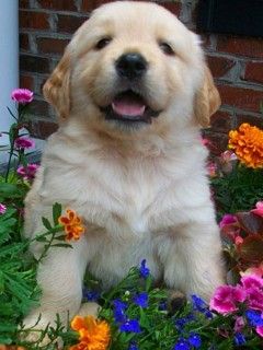 Filhote de Golden Retriever Fofo