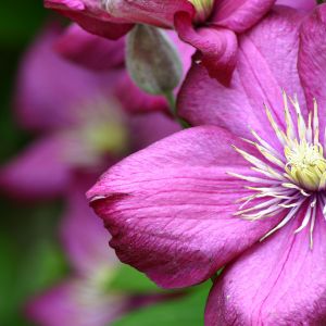 Flor Rosa Vibrante