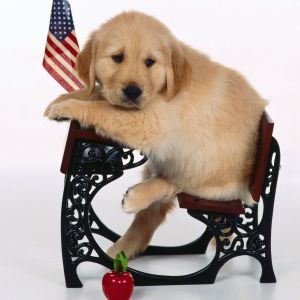 Filhote de Golden Retriever Fofo
