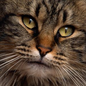 Gato Majestoso em Close-Up