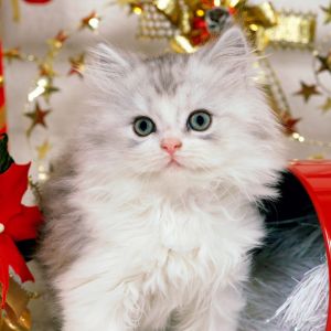 Gatinho de Natal Fofo