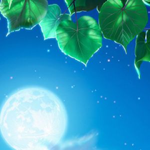 Noite de Lua com Folhas