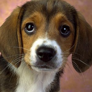 Filhote de Beagle Adorável