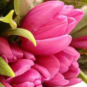 Buquê de Tulipas Rosas