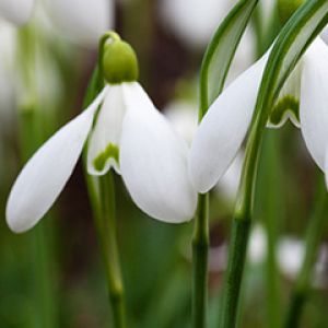 Flores de Floco de Neve