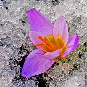 Flor Roxa na Neve
