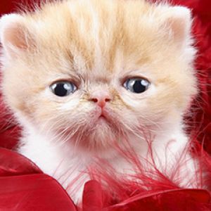 Gatinho persa fofo
