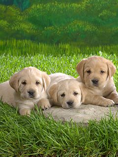 Filhotes de Labrador Fofos