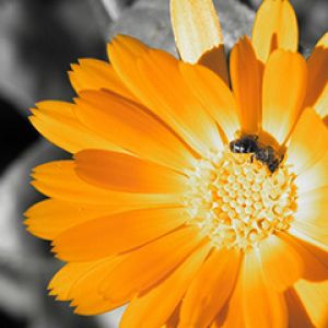 Flor Laranja Vibrante